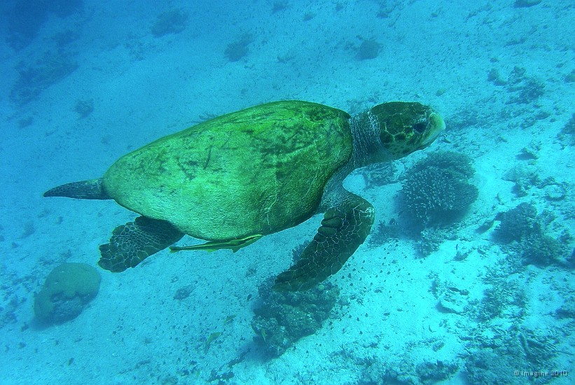 95- Tortue caouanne accompagnee de son remora - Ilot Kouare.JPG